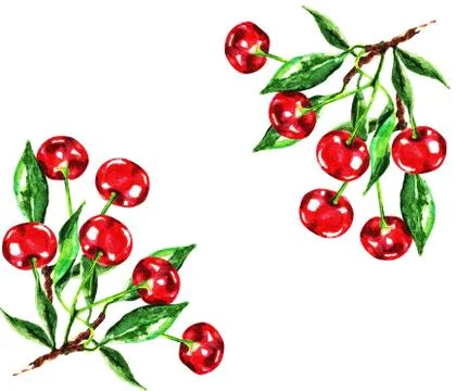 Cherry frame watercolor pattern Stock Illustration