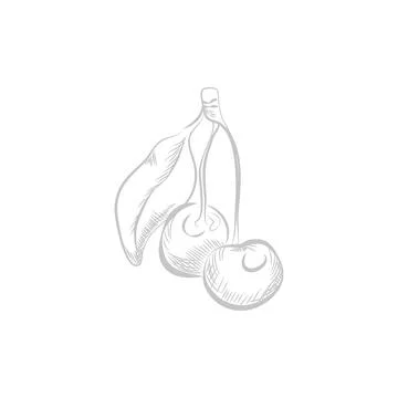 Cherry fruit and leaf on stem, line sketch sweet organic berry Stock Illustration