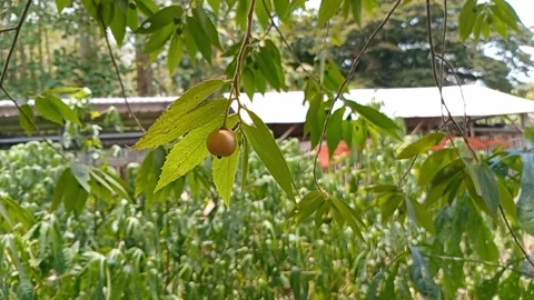 The cherry fruit appears to be hanging and is light green in color. Stock Footage 318770944