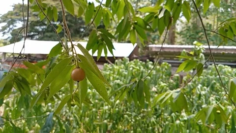 The cherry fruit appears to be hanging from green leaves. Stock Footage 318770948
