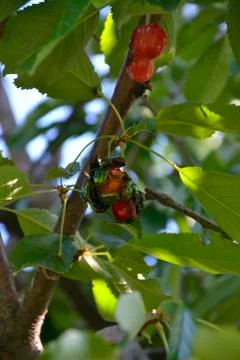 Cherry fruit that is biting Stock Photos