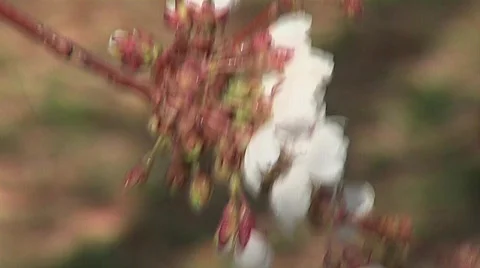 Cherry Fruit Blossoms with buds Video stock 327957