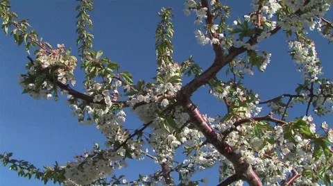 Cherry Fruit Blossoms Video stock 327960