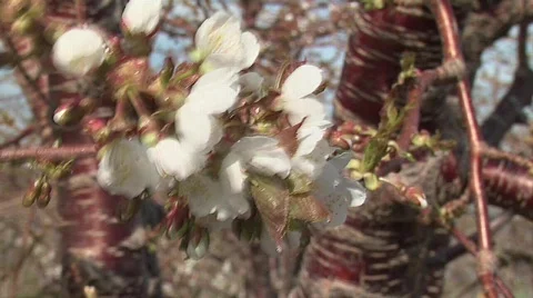 Cherry Fruit Blossoms Stock Footage 327962