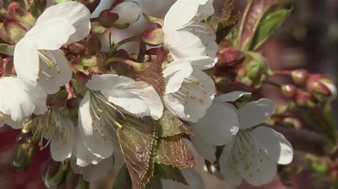 Cherry Fruit Blossoms Video stock 327964