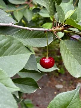 Cherry Fruit Dangling from Leafy Stem Stock Photos