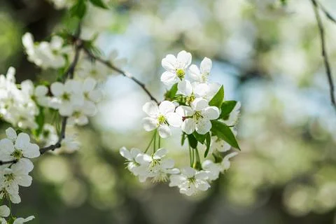 Cherry fruit flowers in bloom on tree branch, spring season, selective focus. Stock Photos
