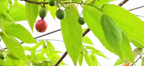 Cherry fruit Stock Footage 274431365