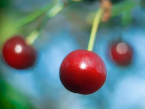 Cherry fruit Stock Photos