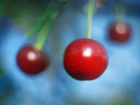 Cherry fruit Stock Photos