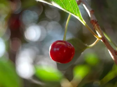 Cherry fruit Stock Photos