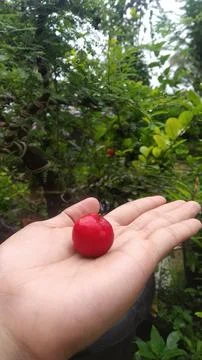 Cherry fruit 写真素材