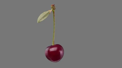 Cherry fruit spin and float - cherries isolated, alpha channel included 動画素材 161355774