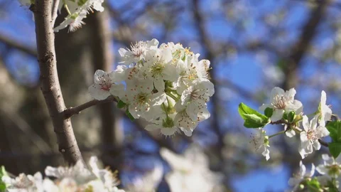 Cherry fruit tree blooms and smells fragrant Stock Footage 105531695