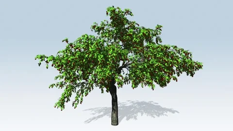 Cherry fruit tree growing Stock Footage 296809654