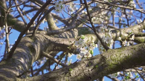 Cherry fruit tree trunk and flowering branches Stock Footage 105533561