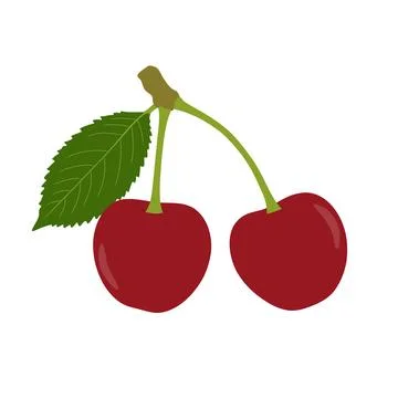 Cherry Fruit Vector Illustration Stock Illustration