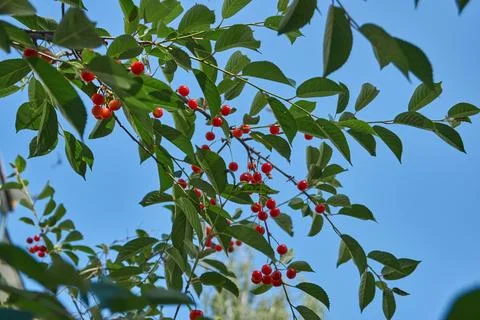 Cherry fruits on a background of blue sky and green leaves. Stock Photos