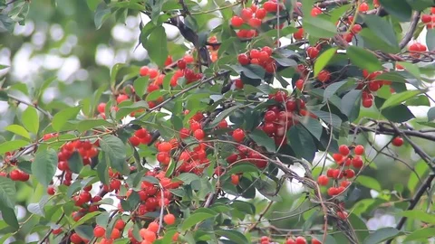 Cherry fruits between leaves Stock Footage 84725044