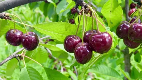 Cherry fruits Stock Footage 137250226