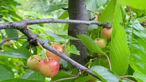 Cherry fruits Stock Footage 137250457