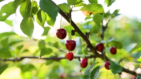 Cherry fruits hanging on a cherry tree branch. Close-up slow motion view. 스톡 동영상 279609706