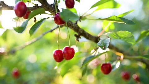 Cherry fruits hanging on a cherry tree branch. Close-up slow motion view. Video stock 279697653
