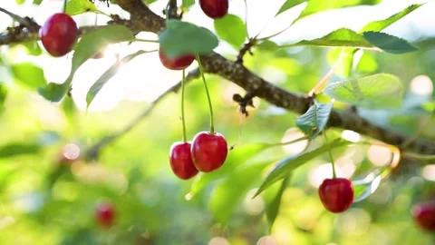Cherry fruits hanging on a cherry tree branch. Close-up slow motion view. Stockbeeldmateriaal 284033771