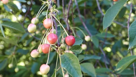 Cherry fruits that have just started to ripen, cherries that turn red on the  Stock Footage 199028230