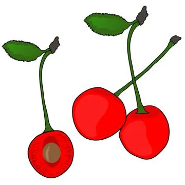 Cherry fruits Stock Illustration