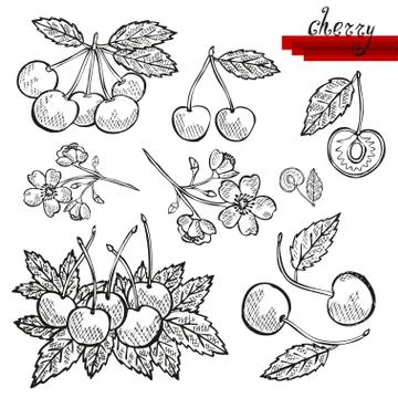 Cherry fruits sketches, design elements for cards, invitations, scrapbook, print Illustrazione stock
