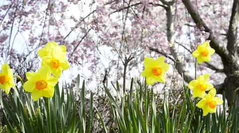 Cherry full bloom Stock Footage 48991691