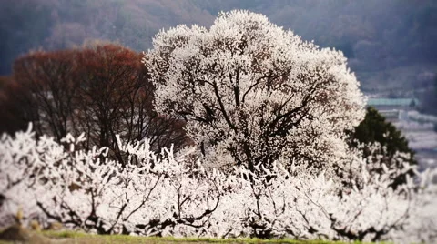 Cherry full bloom Stock Footage 48991775