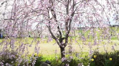 Cherry full bloom Stock Footage 48991780