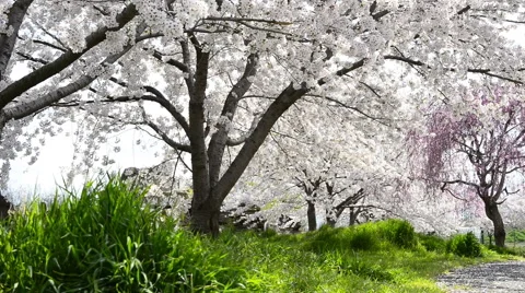 Cherry full bloom Stock Footage 48991826