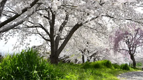 Cherry full bloom Stock Footage 48991827