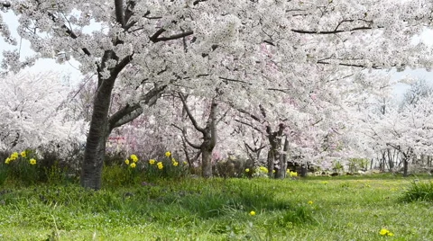 Cherry full bloom Stock Footage 48991853
