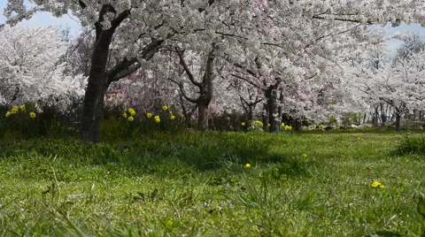 Cherry full bloom Stock Footage 48991917