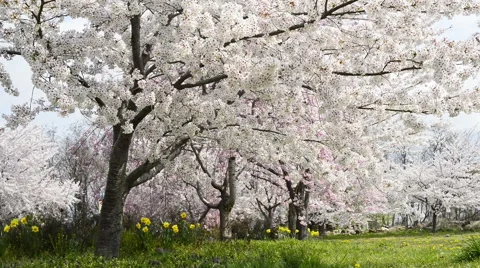 Cherry full bloom Stock Footage 48992037