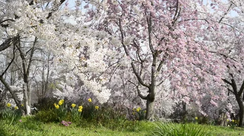 Cherry full bloom Stock Footage 48992064