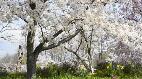 Cherry full bloom Vídeos de archivo 48992253