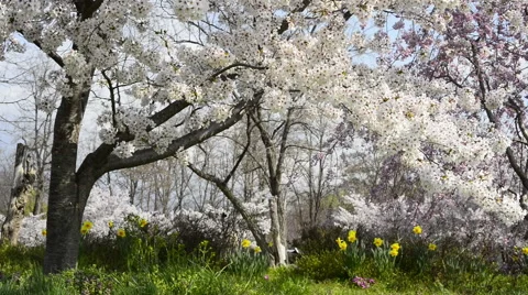 Cherry full bloom Stock Footage 48992301
