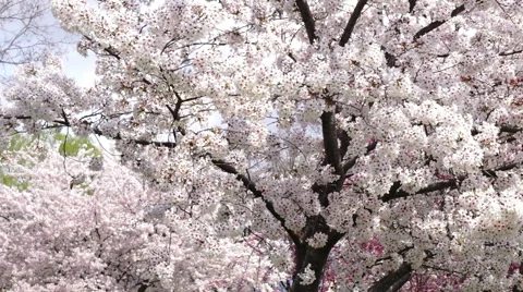 Cherry full bloom Stock Footage 48992508