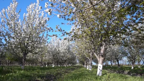 Cherry garden blooms in spring Stock Footage 127707404