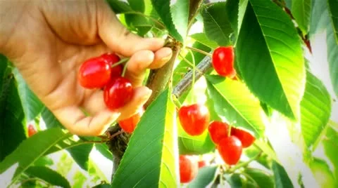 Cherry garden shots 4 Stock Footage 20456274