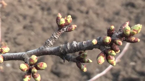 Cherry in the garden in spring Stock Footage 4345940