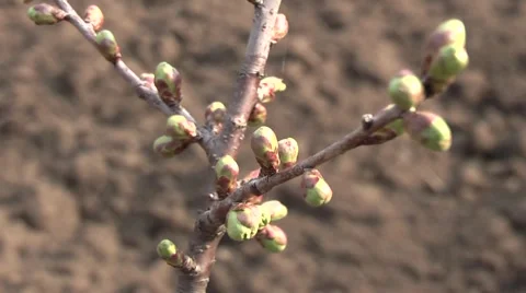 Cherry in the garden in spring Stock Footage 4353100