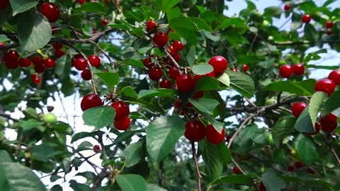 Cherry growing on a tree Video stock 242721798