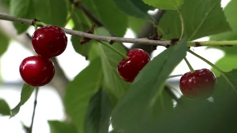 Cherry grows on a tree. Stock Footage 121323638