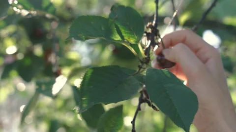 Cherry. A hand picks ripe red cherries from a cherry tree. Stock Footage 151238251